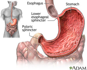 sphincter, stomach, intestine